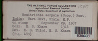 Hemitrichia serpula image
